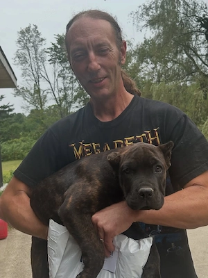 Cane-Corso-Welpen