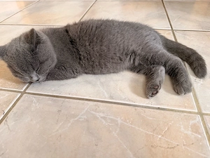   Wunderschöne BKH Kitten   14 Wochen alt   ab sofort abzugeben   