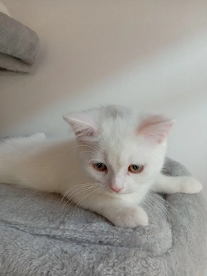 BKH Kitten 16 Wochen alt Weiß 