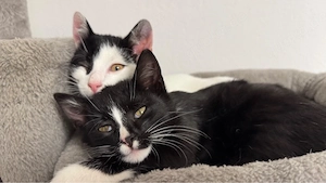 Kater abzugeben 