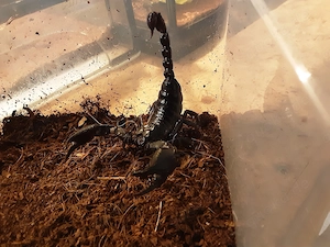 Verkaufe Heterometrus Laoticus 