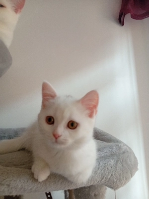 BKH Kitten 16 Wochen alt Weiß 