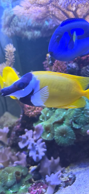 Meerwasseraquarium ca 400l 
