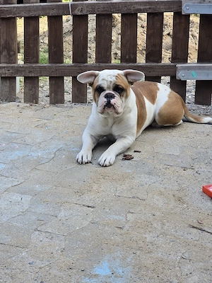 Sportliche Bulldoggen-Mix Hündin (2 Jahre) sucht ländliches Zuhause (Stubenrein & Bleibt alleine)