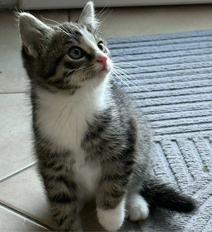 Süße Babykatze sucht ein liebevolles Zuhause!