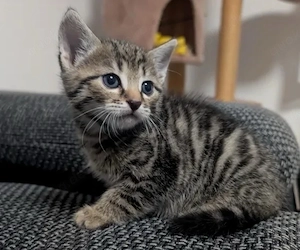 Britisch Kurzhaar Kitten 