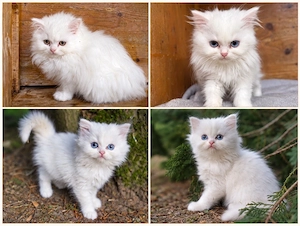 BKH BLH Kitten männlich langhaar weiß blaue Augen Katze zahm Rassekatze Alergiker
