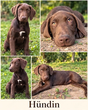 Labradoodle F1B Deutsch Kurzhaar Welpen Familienhund Labrador Rüde Hündin kinderfreundlich Pudel 