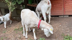 WDE Milchziege Bock Weisse deutsche Edelziege hornlos zahm reinrassig Weidetier Nutztier 