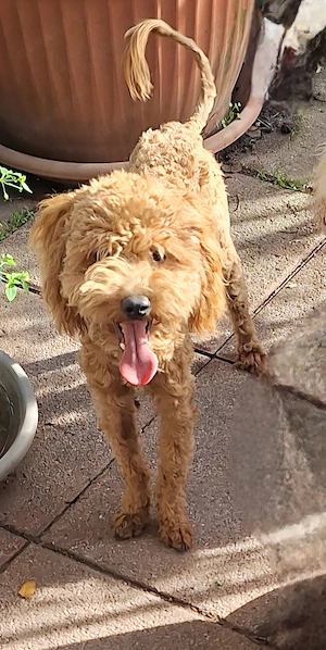 Hübscher Maltipoo Rüde, 10 Monate alt