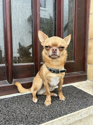 Chihuahua schweren Herzens abzugeben 