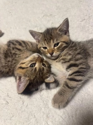 Britisch Kurzhaar Kitten 