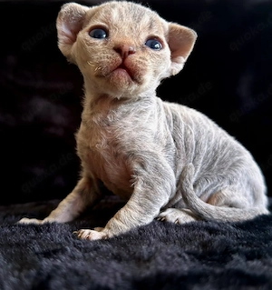 Devon Rex 