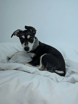 Hund in Guten Händen abzugeben 