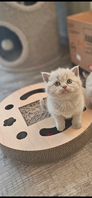 Bkh und Blh kitten 
