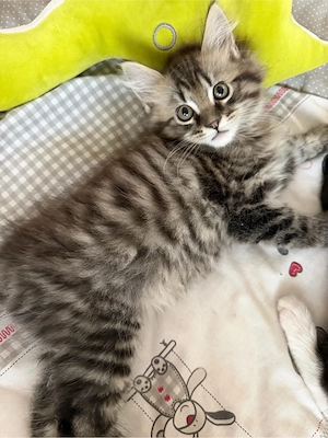 diese kleine japanische bobtail mix prinzessin sucht noch eine liebe familie 