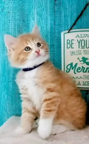 BKH *Mix*Kitten...Flauschig*