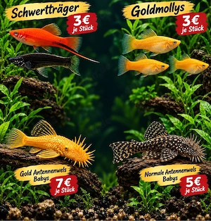Verkaufe verschiedene Fischarten (Babys) und Antennenwels