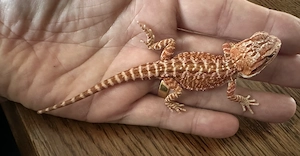 Bartagame Männlich (1.0) aus eigener Nachzucht   sehr gut im Futter
