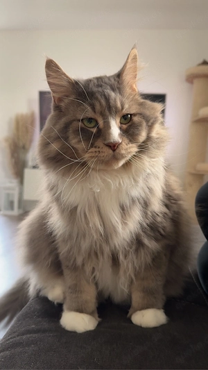 Main Coon Kater Simba 