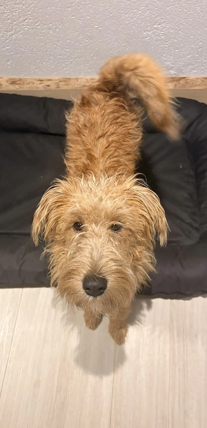 Liebe Leila  sucht ein liebevolles Zuhause (Foxterrier- Irish-Terrier-Mischling )