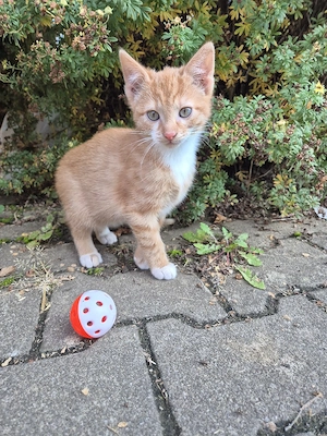 Katzenbaby   Kitten rot 