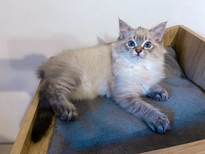 Reinrassige Ragdoll mit Gesundheitszeugnis. Abgabebereit. 1 männl.