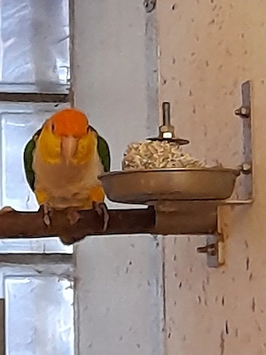 Rostkappenpapagei 