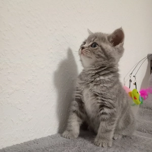 BKH Kitten 2 Jungen sind noch frei. 