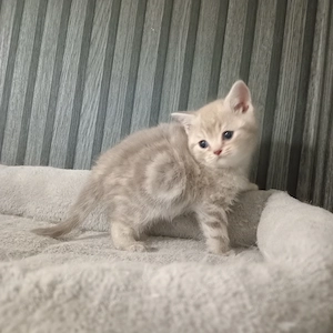 BKH Kitten (1 Junge ist noch frei)