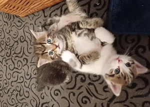 Europäisch Kurzhaar Kitten Babys 