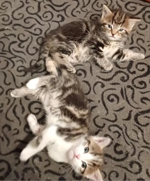 Europäisch Kurzhaar Kitten Babys 