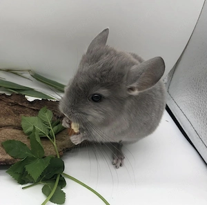 Liebevolle Chinchilla - Baby s suchen eine neue Familie