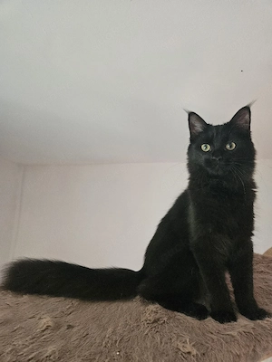 Main Coon (Xxl) Mädchen 