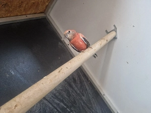 Bourkesittich Weibchen 