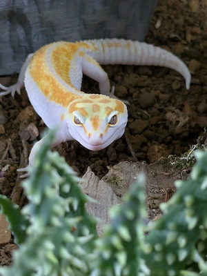 White and yellow tremper Albino Leopardgecko 