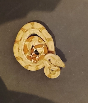 Boa constrictor imperator Nicaragua T+ NZ   Weibchen 