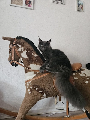 Maine Coon (Xxl) Kater