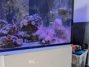 Auflösung: Meerwasser Aquarium, LG, verschiedene Korallen, fische und Garnelen.