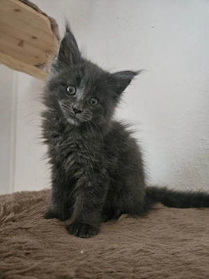 Maine Coon Kitten (XXL) in Blue Solid