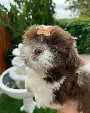 Shih Tzu Welpen 
