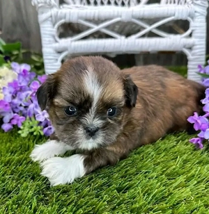 Shih Tzu Welpen 