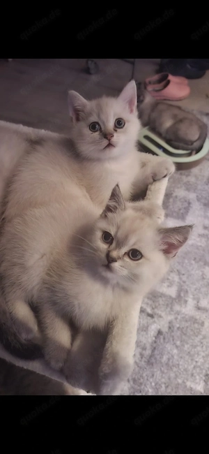 Zwei wunderschöne BKH Kitten suchen ein liebevolles zuhause