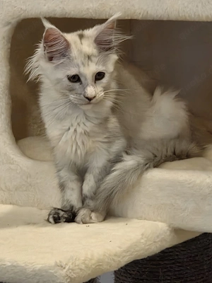 Maine Coon Kitten black silver tortie chinchilla 