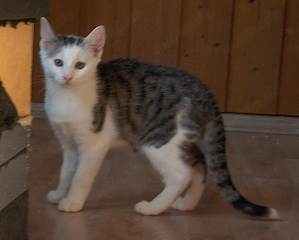 Babykater "Pinsel" sucht ein liebevolles Zuhause