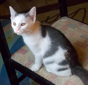 Bildhübscher Jungkater sucht ein liebevolles Zuhause