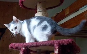 Bildhübscher Jungkater sucht ein liebevolles Zuhause