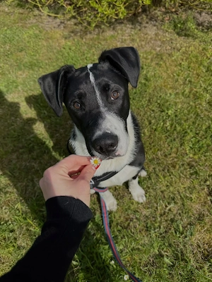 Hund zu verkaufen 