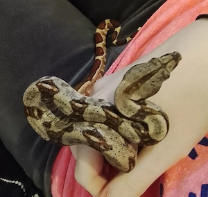 Boa constrictor imperator Hypo nz26  0.1