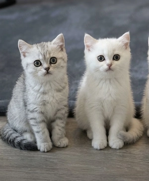 Bkh kitten Abgabe bereit 